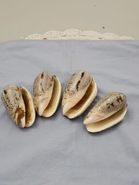 Natural Sea Shells - Beige & Cream Coastal Decor (Set of 4)